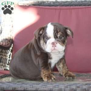Ellie, English Bulldog Puppy
